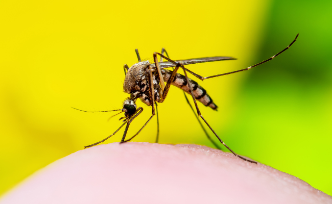 How to Treat Malaria Severe?