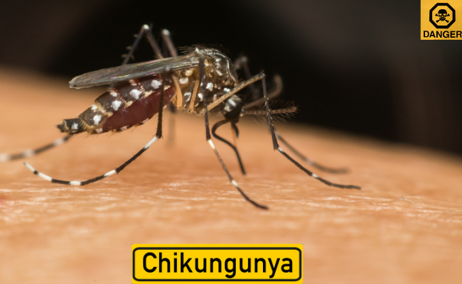 How to Treat Chikungunya?