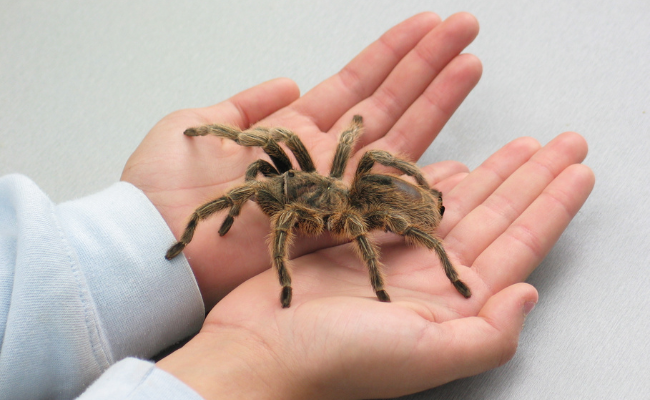 How to Treat Spider Envenomation?