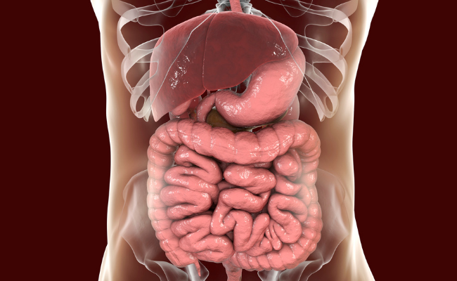 Know about Small Bowel Transplant