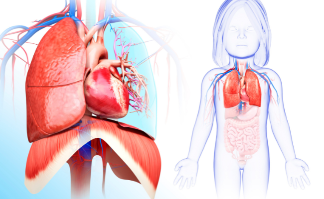 Know about Heart Lung Transplant