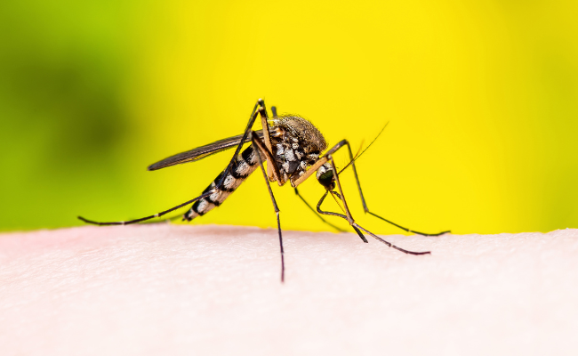 Yellow Fever: Causes, Treatment, and Benefits