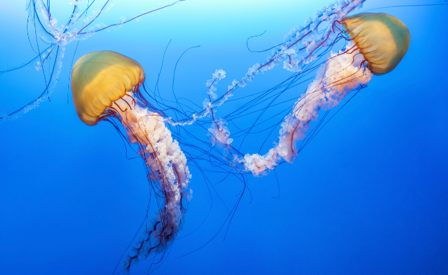 How to Treat Jellyfish And Other Sea Creature Stings?