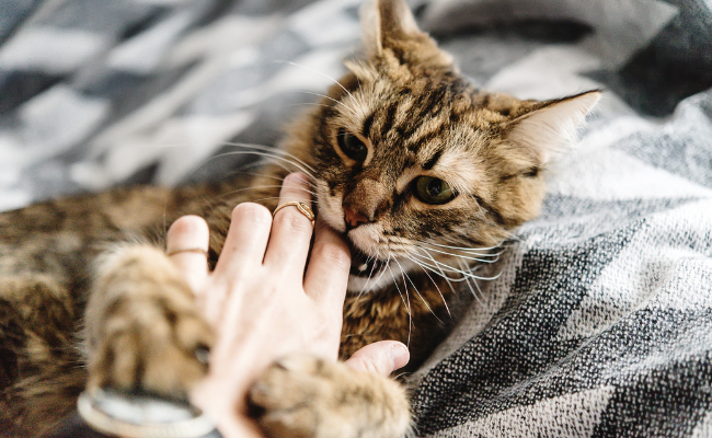 Is it a concern that a cat bite may risk rabies?