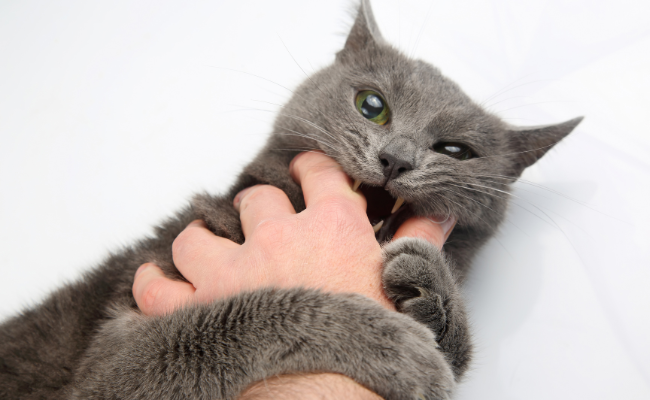 Does a cat bite cause rabies infection?