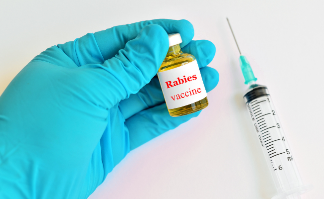 Got Concerns About Rabies? Expert Answers Await
