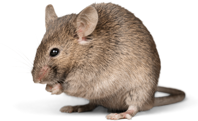 Are Burnt Mouse Fumes Dangerous? Expert Consultation Available!